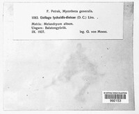 Microbotryum lychnidis-dioicae image